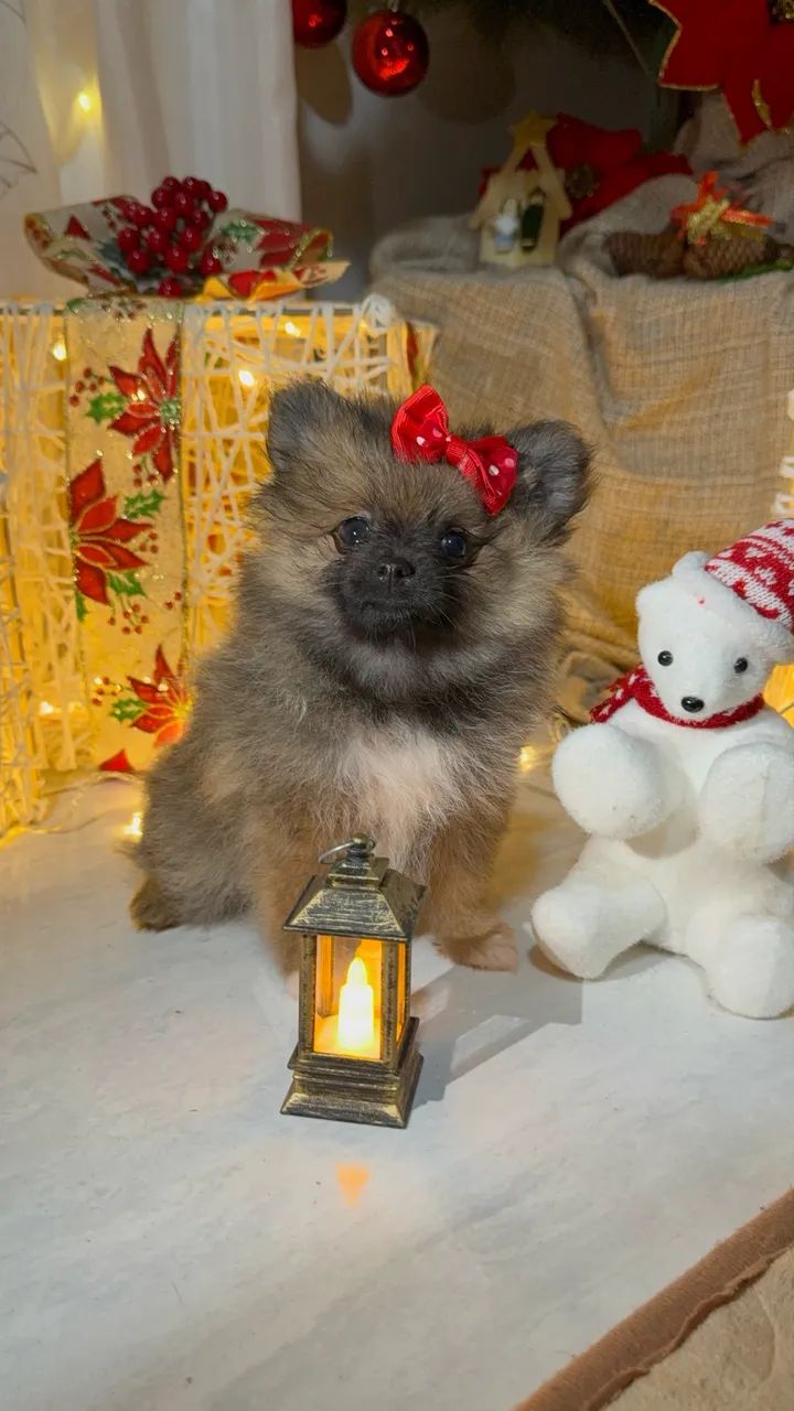 Spitz Anão  - Foto 3