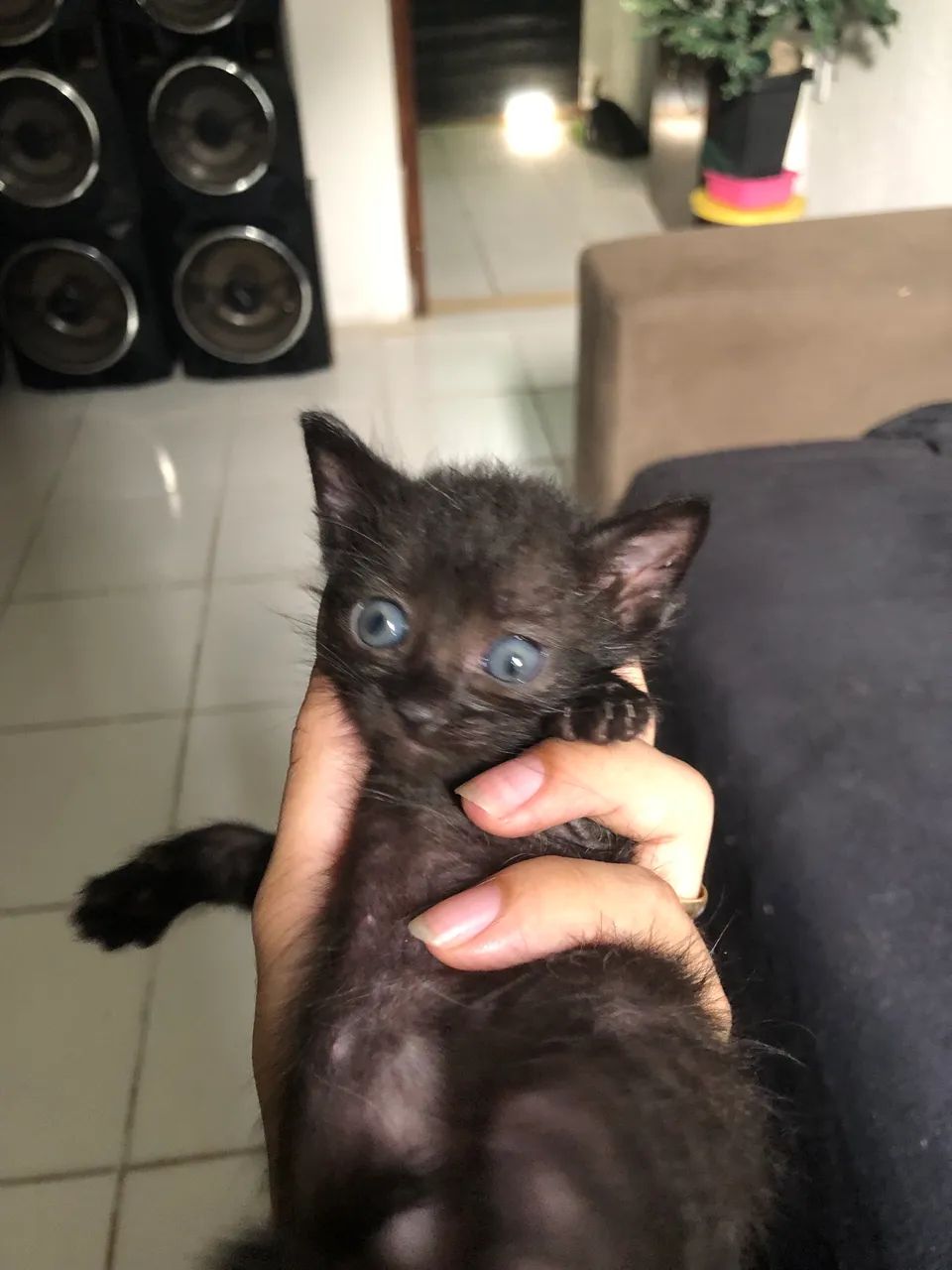 ADOÇÃO RESPONSÁVEL  - Foto 2