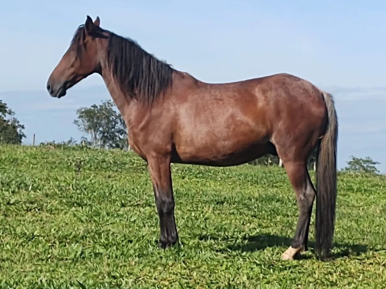 Vendo Cavalo castrado - Foto 3