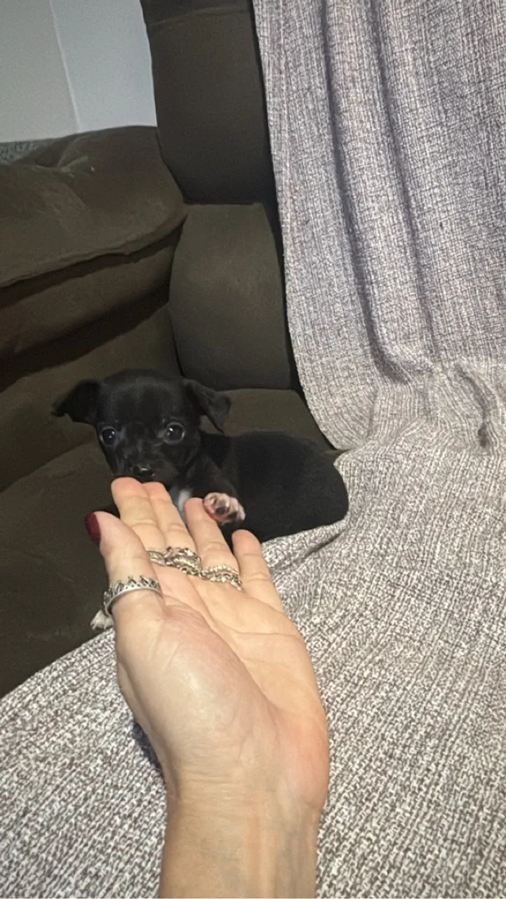 Pinscher 0 Fêmea