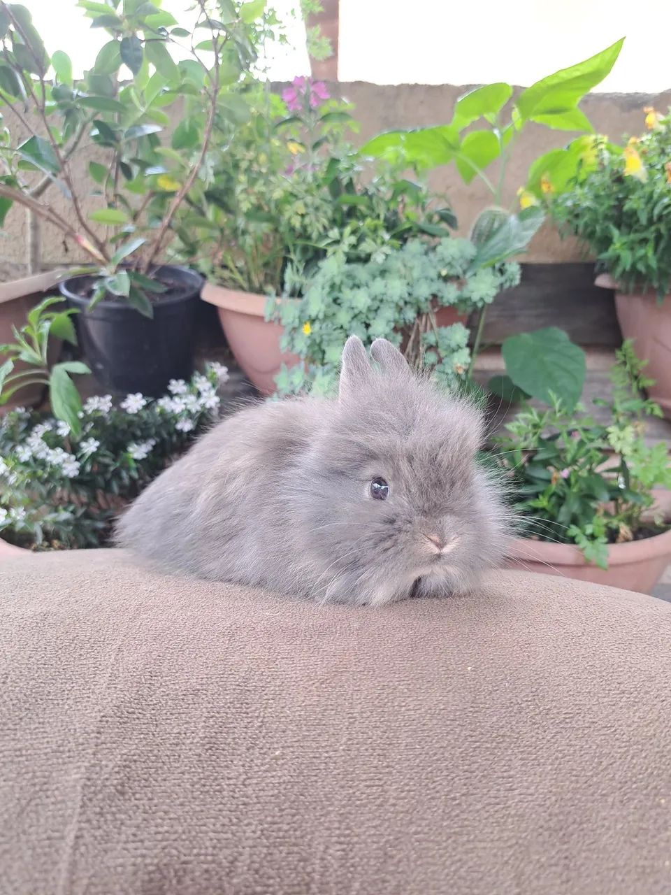 Mini lion filhotes fofos - Foto 6