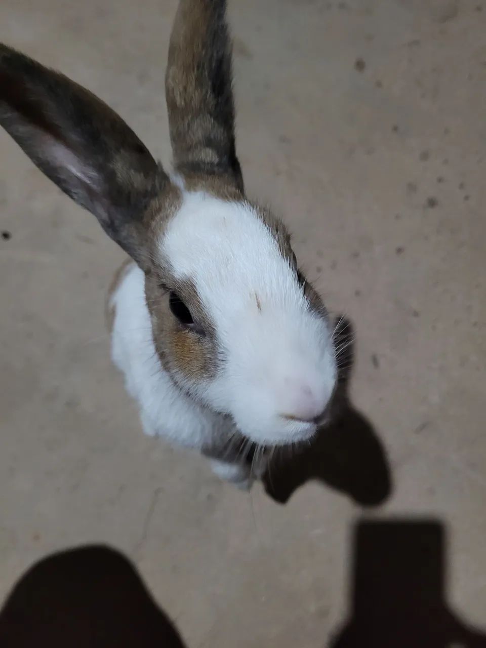 Coelho fêmea  - Foto 4