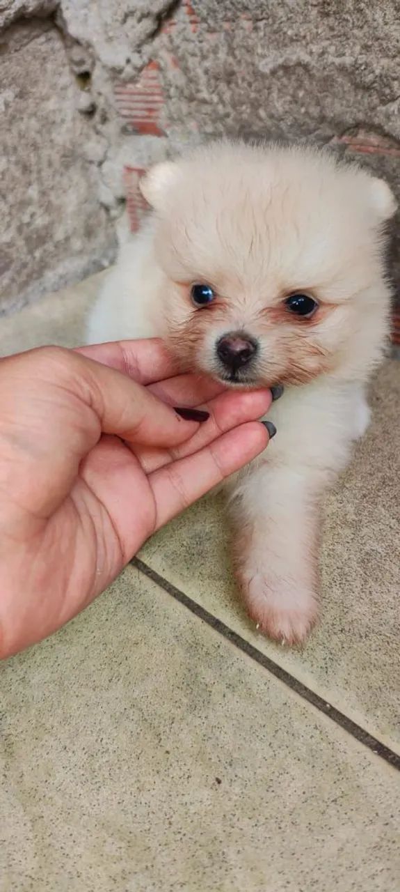 Filhote de Spitz alemão Lulu - Foto 2