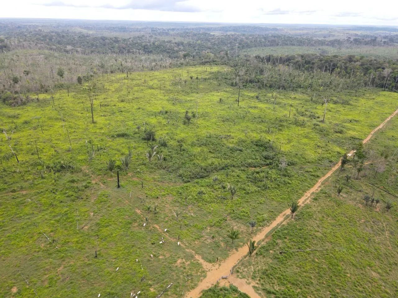 320 alqueires com 200 alqueires abertos em pasto no Apui Amazonas - Foto 4