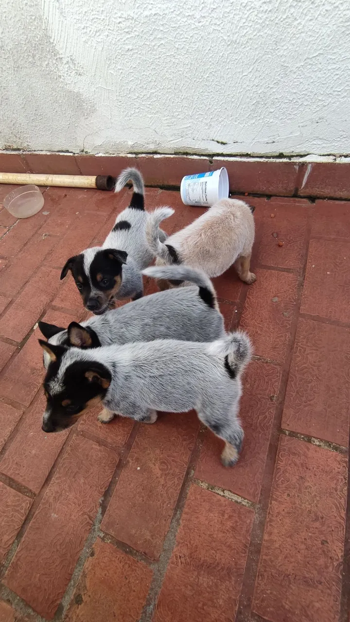 Filhotes de Boiadeiro Australiano.