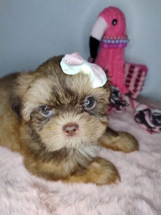 Cachorro Shih Tzu Fêmeas 1200  Chocolate macho 650
