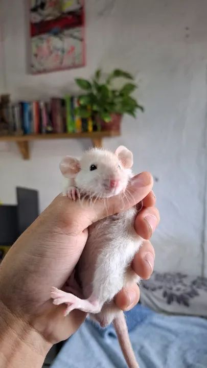 Ratos twisters pet - Foto 2