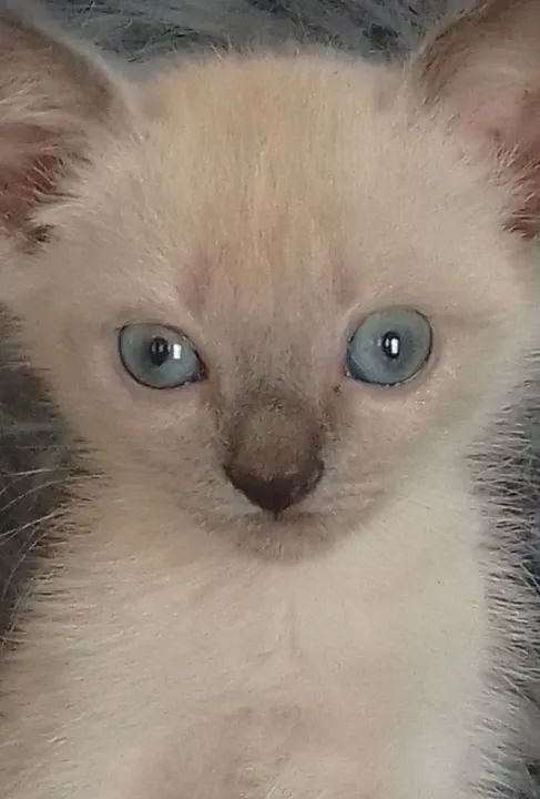 Gata siamês com 40 dias 