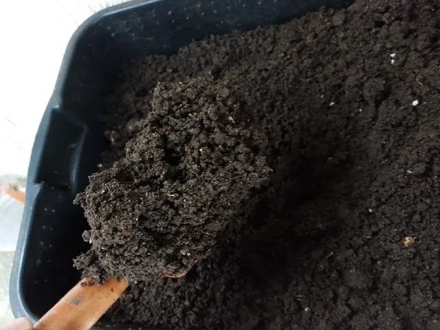 Húmus Toca da Minhoca - 10kg - Adubo Orgânico - 100% Natural - Foto 3