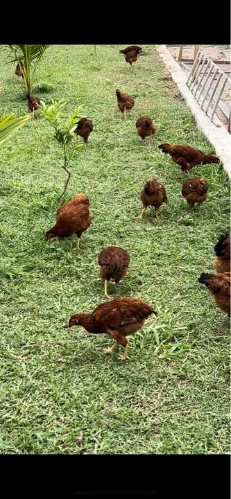 Franguinhas Embrapa 051 de 3 meses  - Foto 4