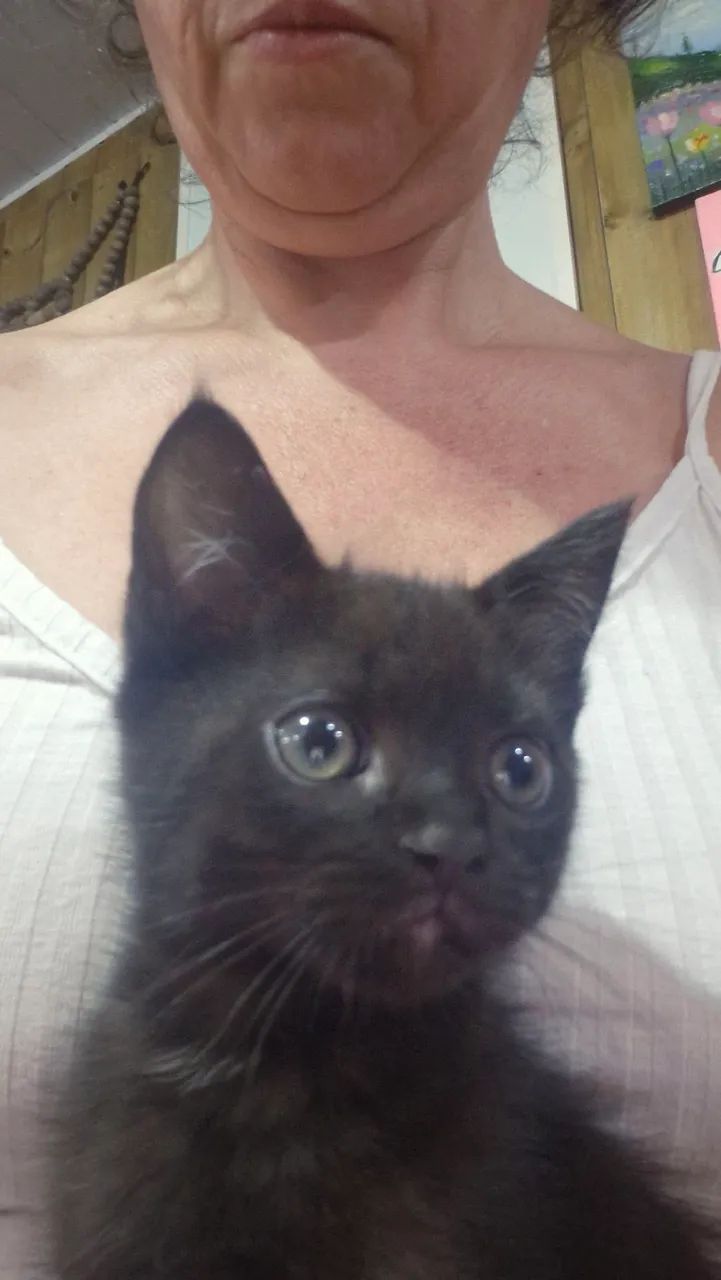 Doação gato - Foto 4