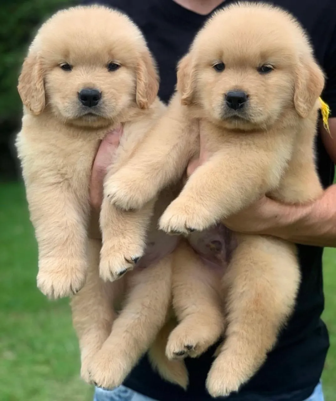 Golden retriever macho ou fêmea