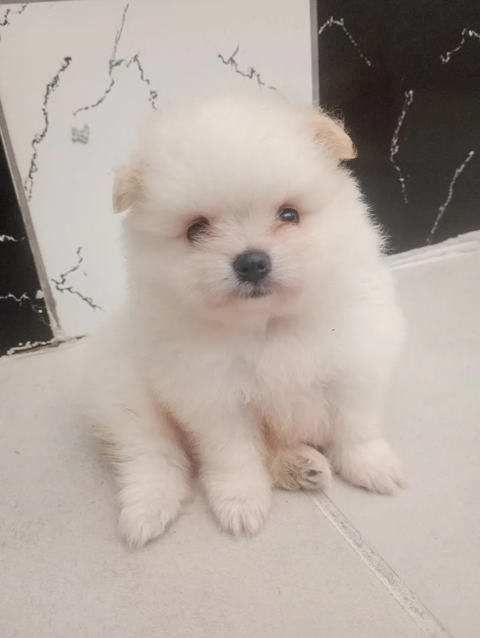 Filhote de Spitz Alemão anão