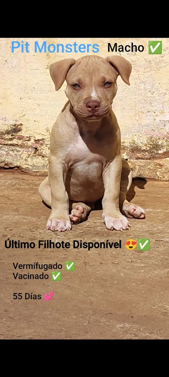 Filhote Pit Monster Macho - Último Disponível