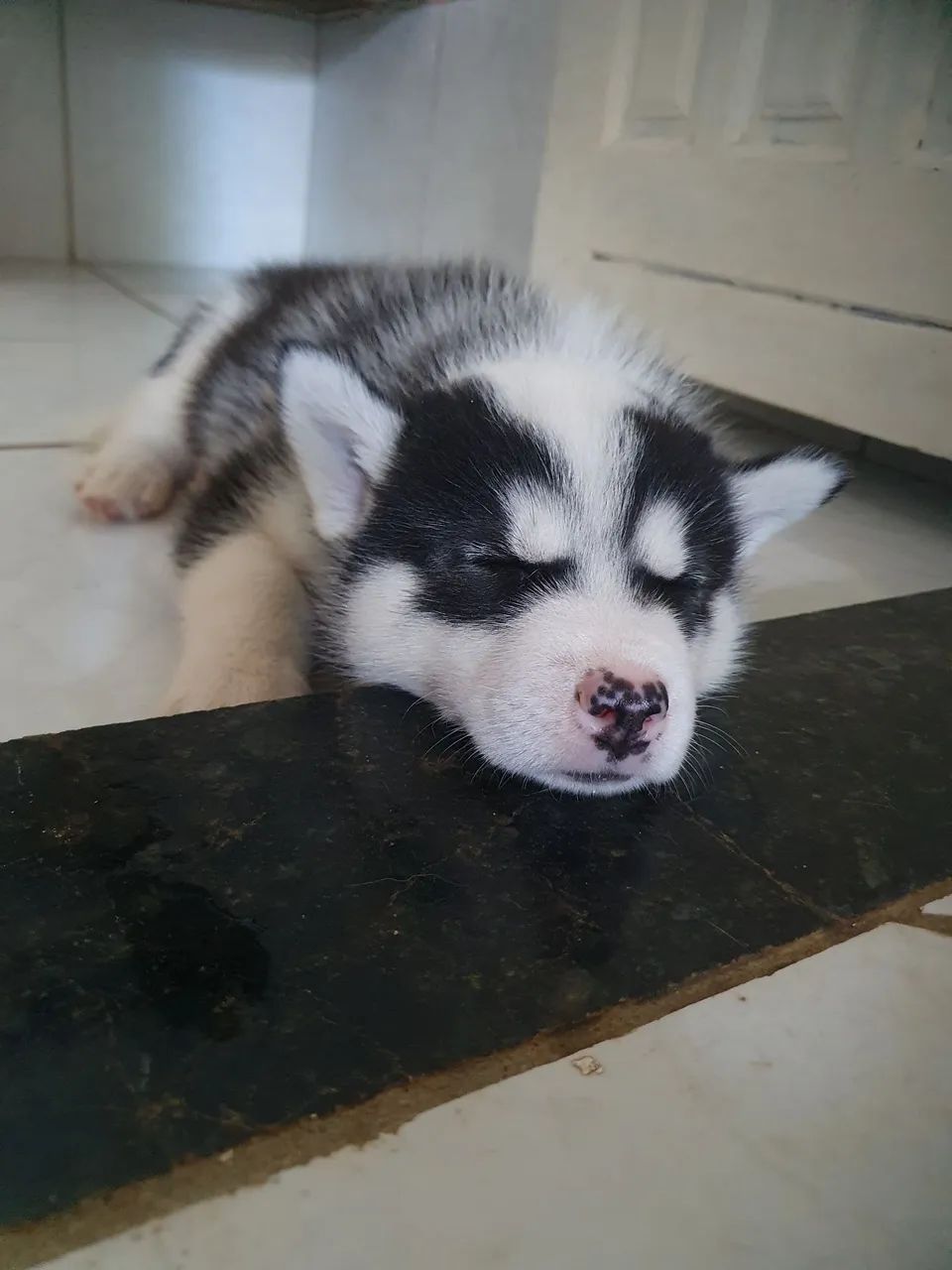 Filhote de Husky Siberiano macho  - Foto 2