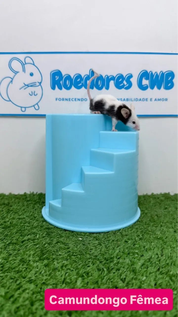 Camundongos várias cores (Roedores CWB)  - Foto 3
