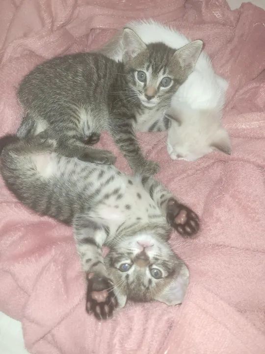 Treis gatinhos fofinhos para adoção