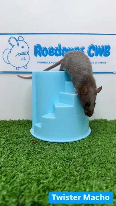 Rato Twister/Mercol (Roedores CWB)  - Foto 4