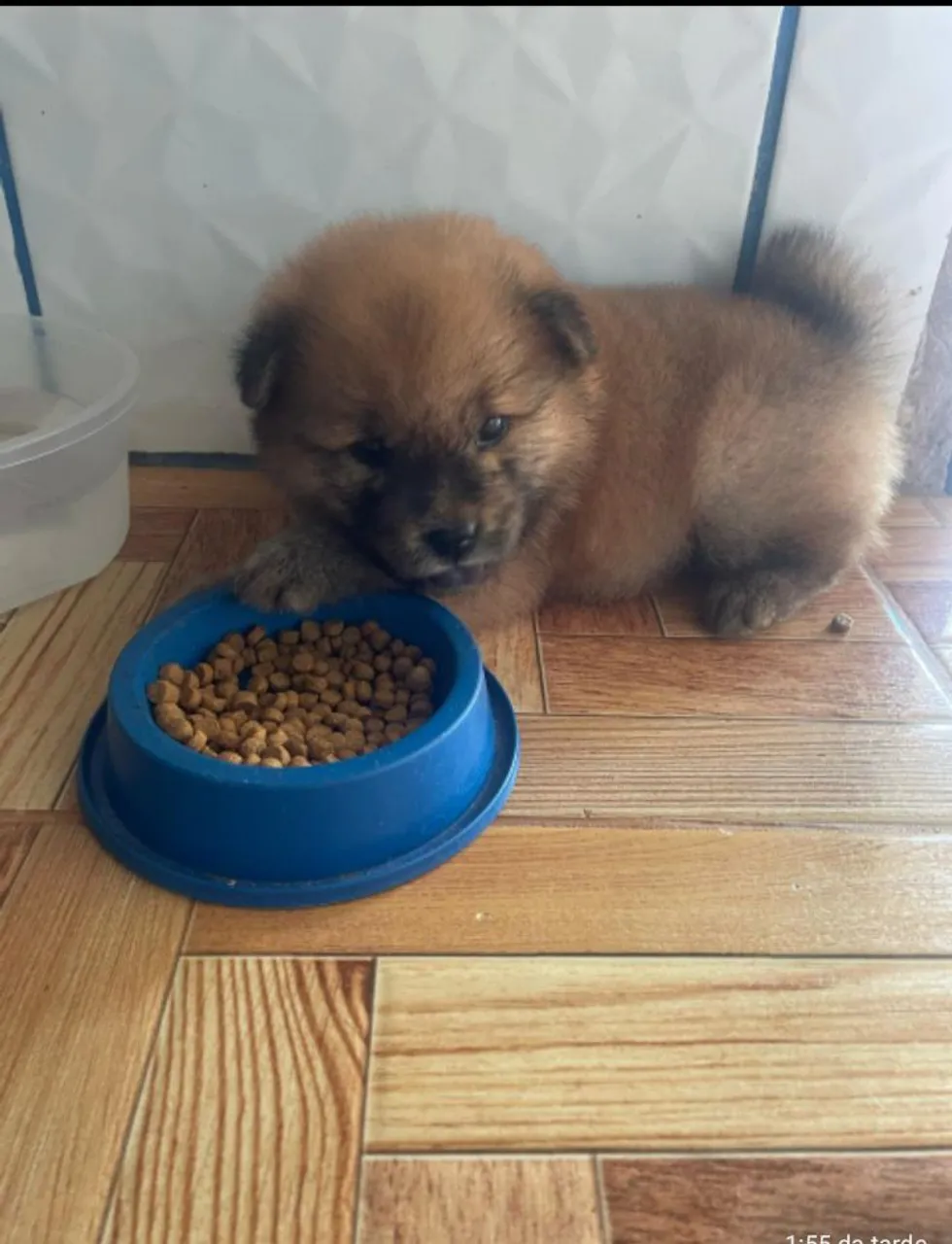 Filhote de Chow-Chow