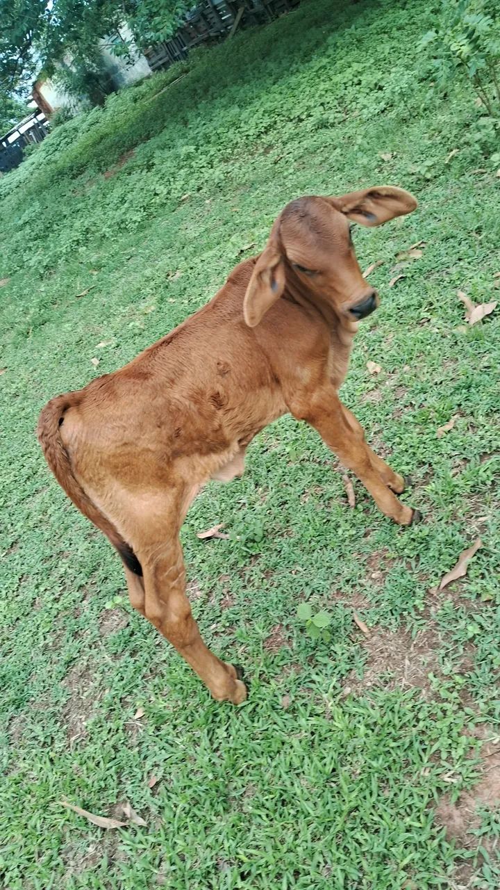 Vendo vaca parida de fêmea - Foto 4