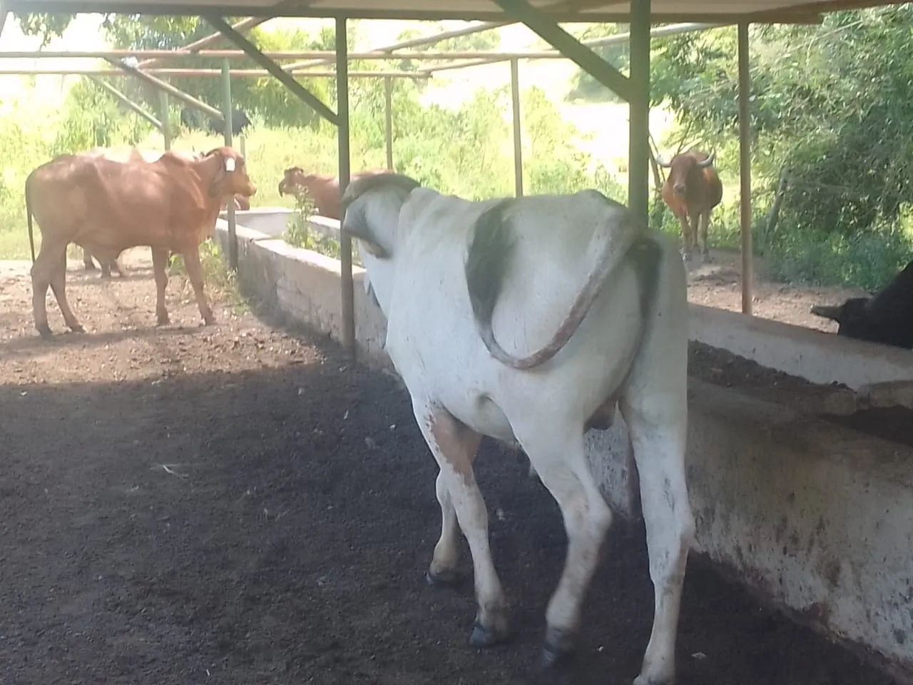 Lote de Garrotes - Foto 4