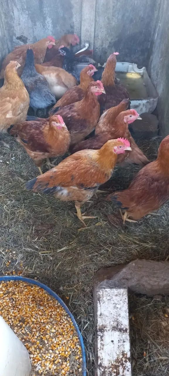 Galinhas e Ovos Caipira Legítima  - Foto 5