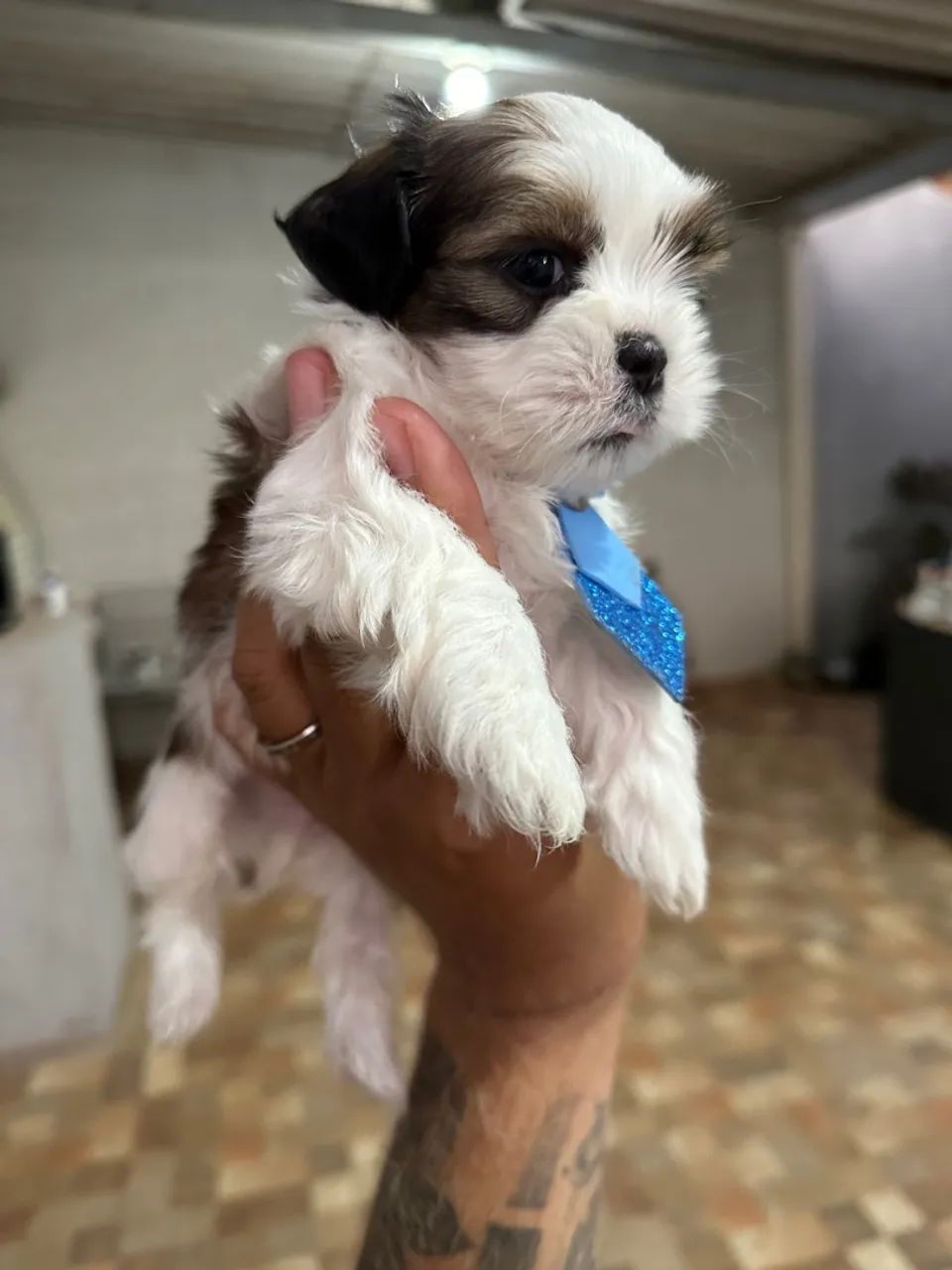 Shih tzu machinho - lindo filhote Tricolor  - Foto 2