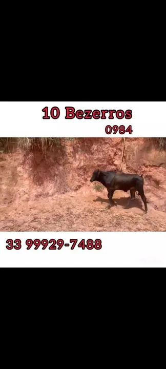 10 bezerros  - Foto 2