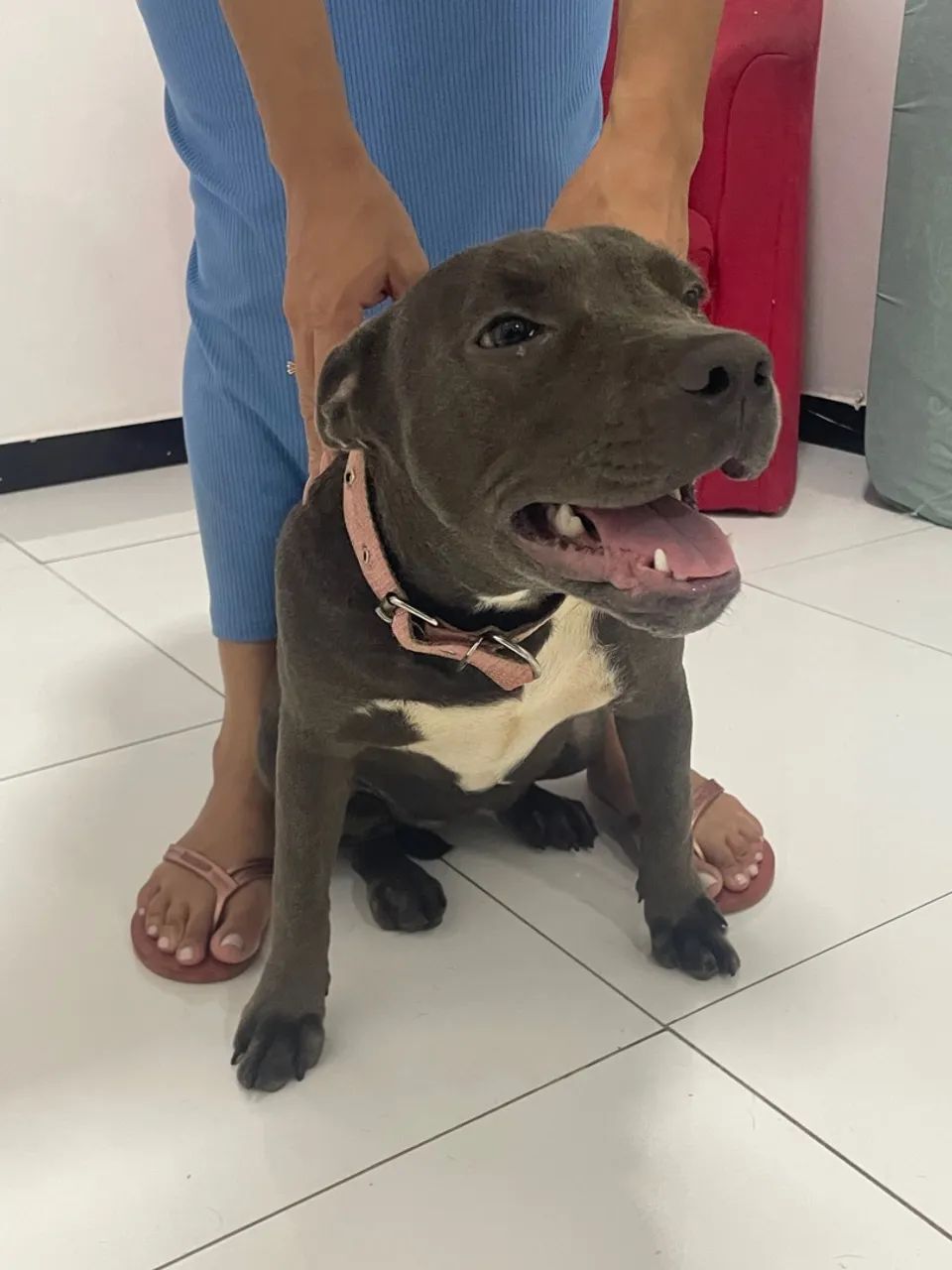 Filhote de American bully / pitbull  - Foto 2