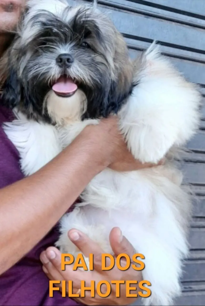 Shih Tzu Pai dos Filhotes ZAP *