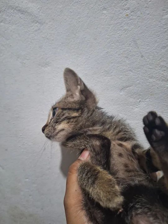 Gato filhote - Foto 2