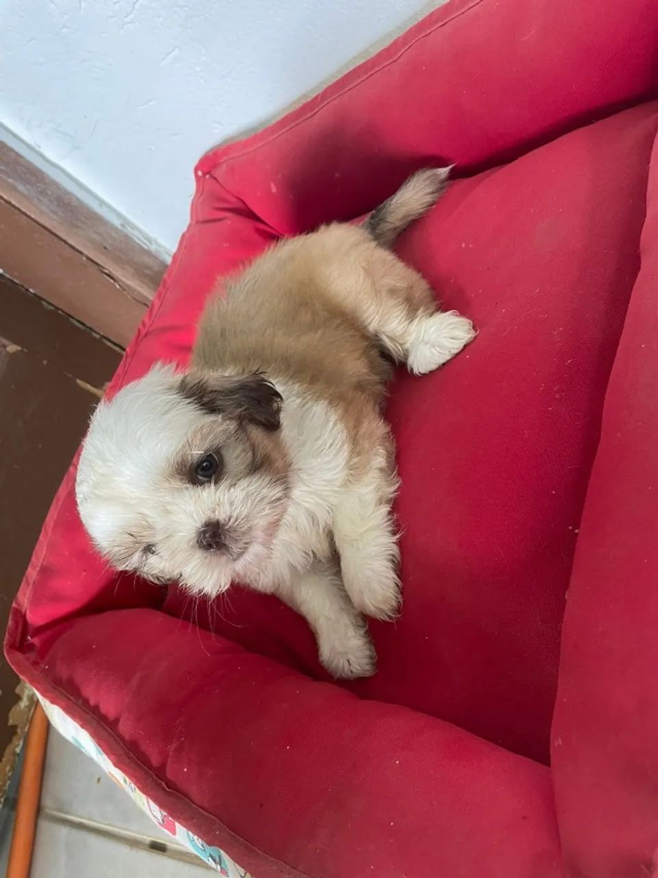 VENHA BUSCAR O SEU SHIH TZÚ COM  A GENTE.CÃES CRIADOS POR MÉDICA VETERINÁRIA. - Foto 4