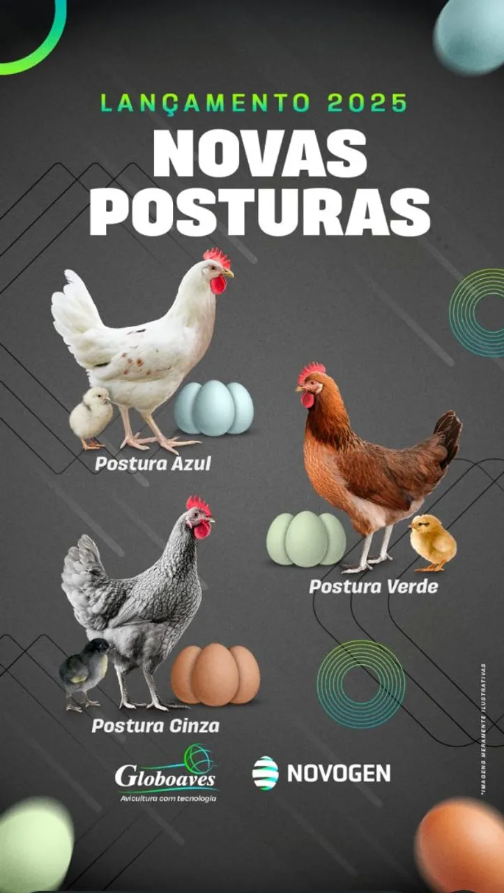 Novas Posturas de Galinhas - Lançamento 2025