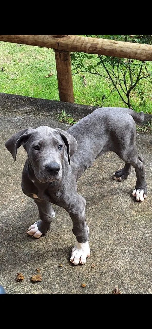 Filhote Dogue Alemão Fêmea Blue  - Foto 2