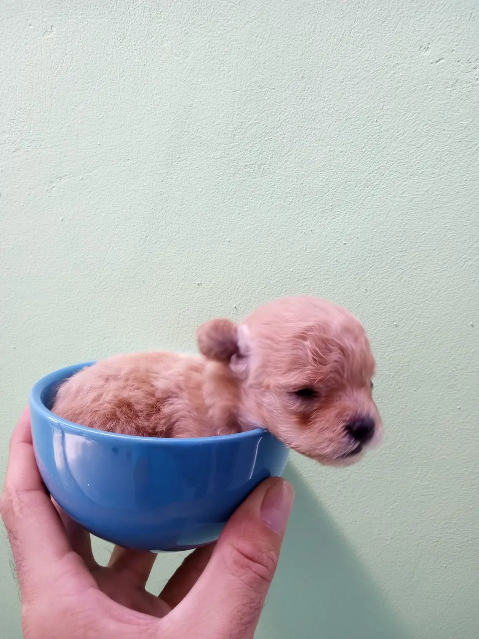 Filhote de Poodle Mini Toy - Fofo e Charmoso! - Foto 4