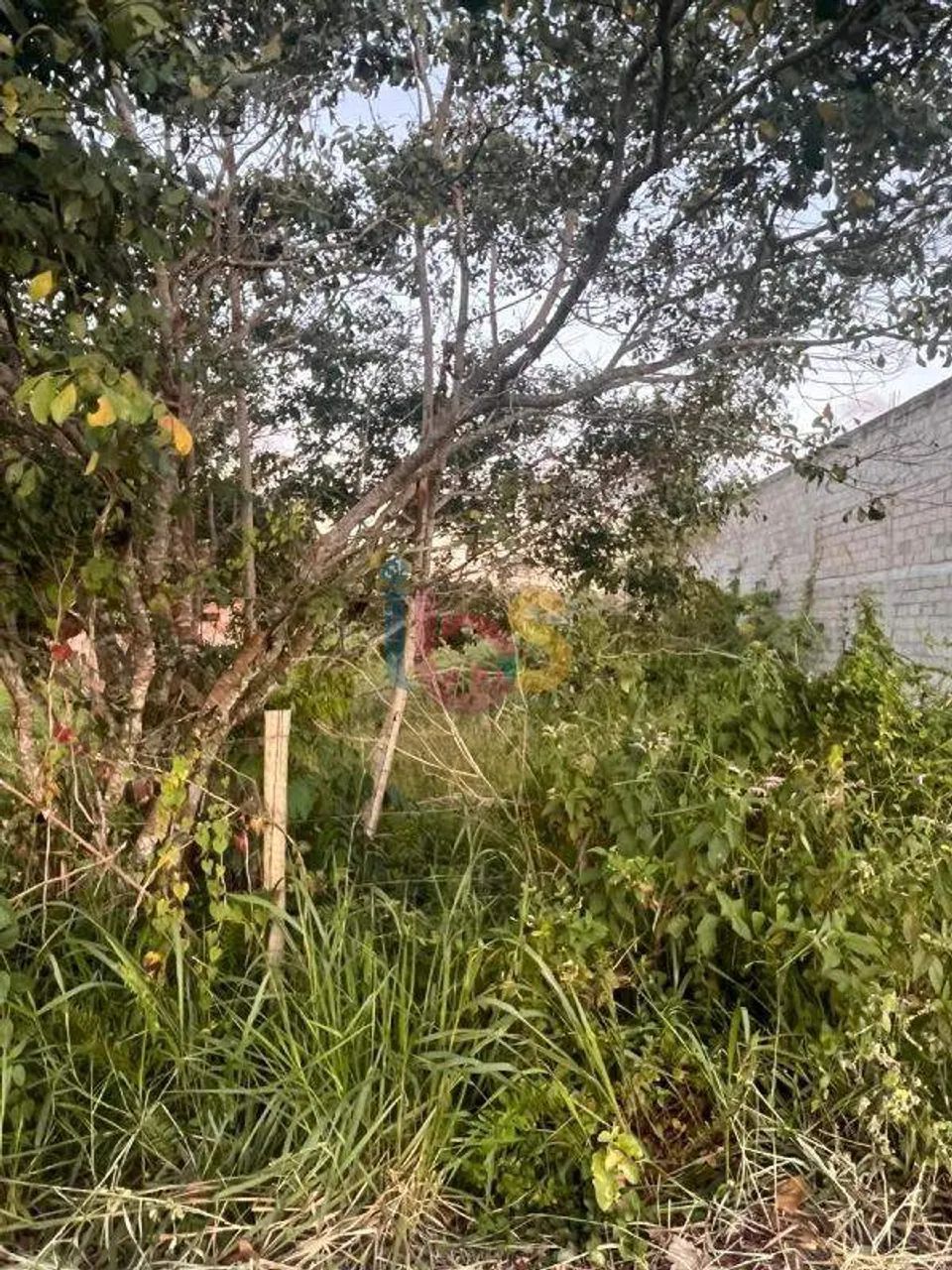 Excelente Lote Jóia do Atlântico - Foto 5