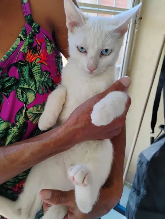 Gatinho branco de olhos azuis