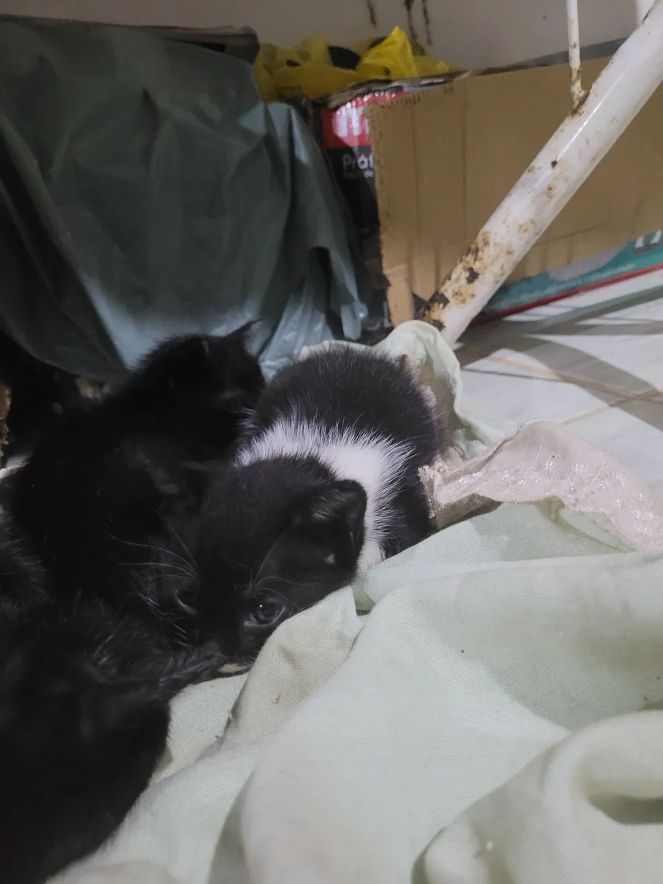 Gatinho 