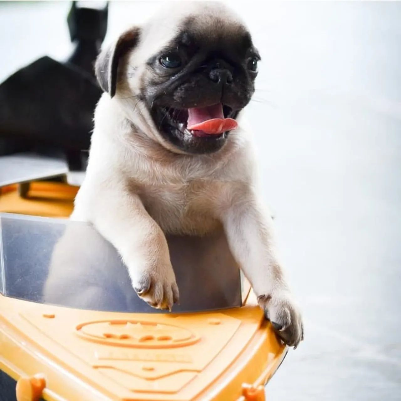 Pug - bolinhas de pelo misturadas com amor em Sorocaba 