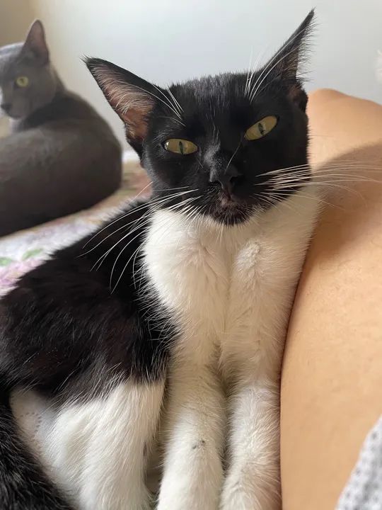 Filhote para doação  - Foto 2