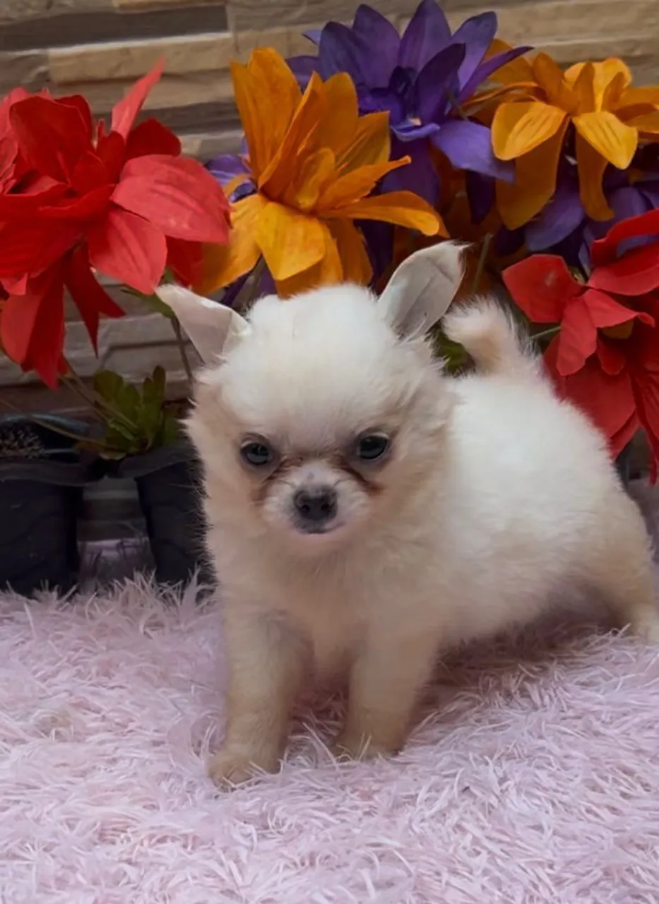Filhotes chihuahua e tbm tenho Spitz alemão