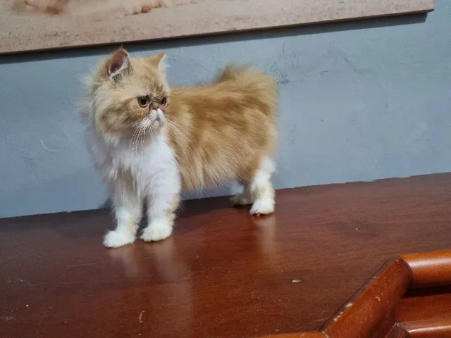 Gata persa joven  - Foto 3