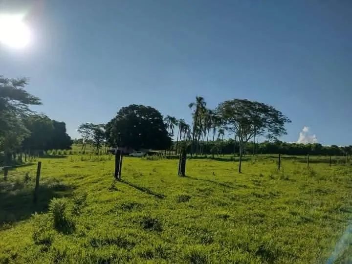 Vendo chácara de 7,5 alqueires a 17 km de Ituiutaba - Foto 7