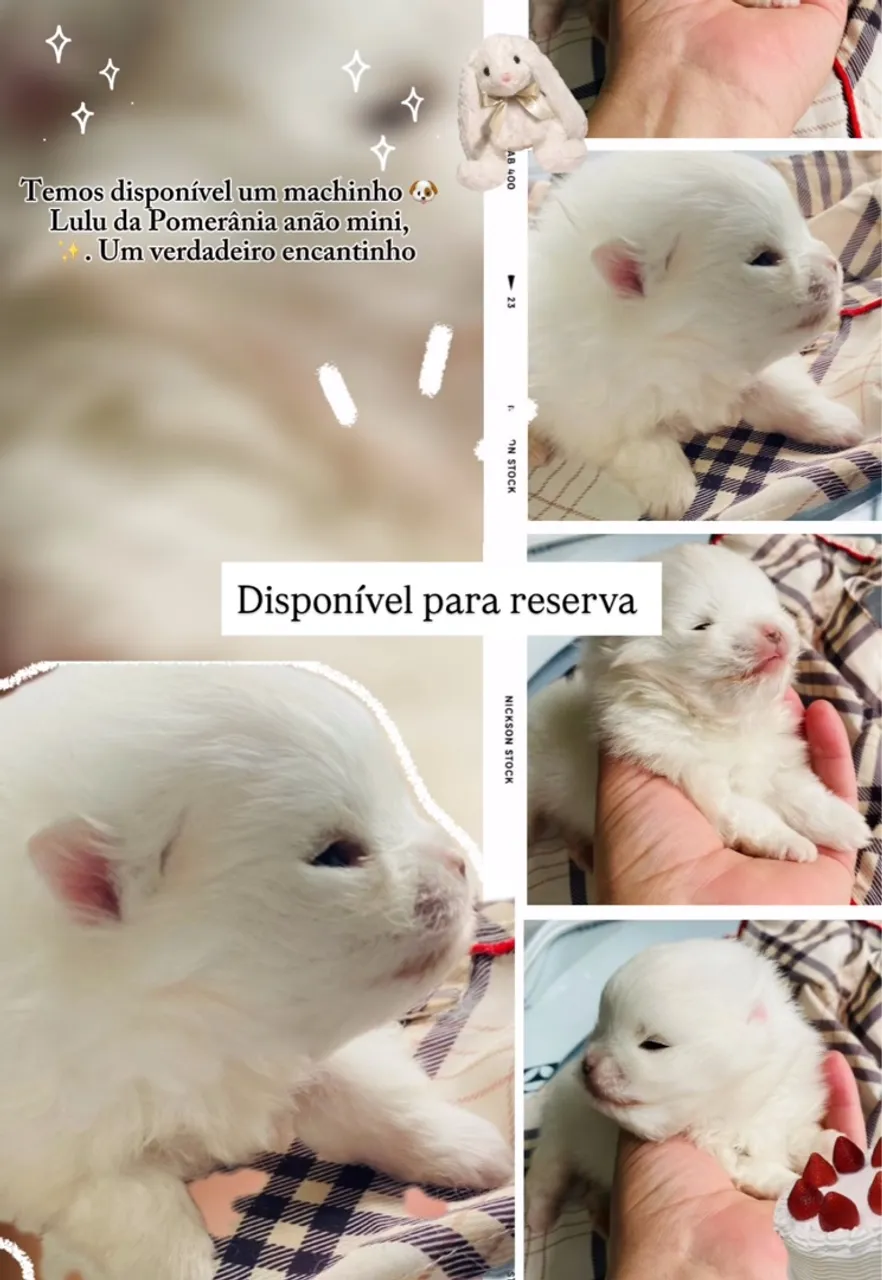 Filhote de Lulu da Pomerânia Machinho