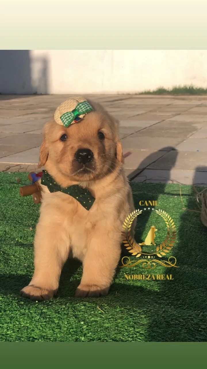 Golden Retriever do @CanilNobrezaReal - Foto 4
