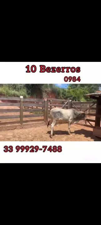 10 bezerros  - Foto 6