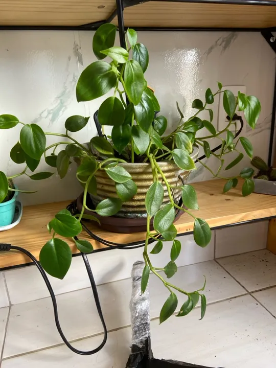 Planta verde em vaso