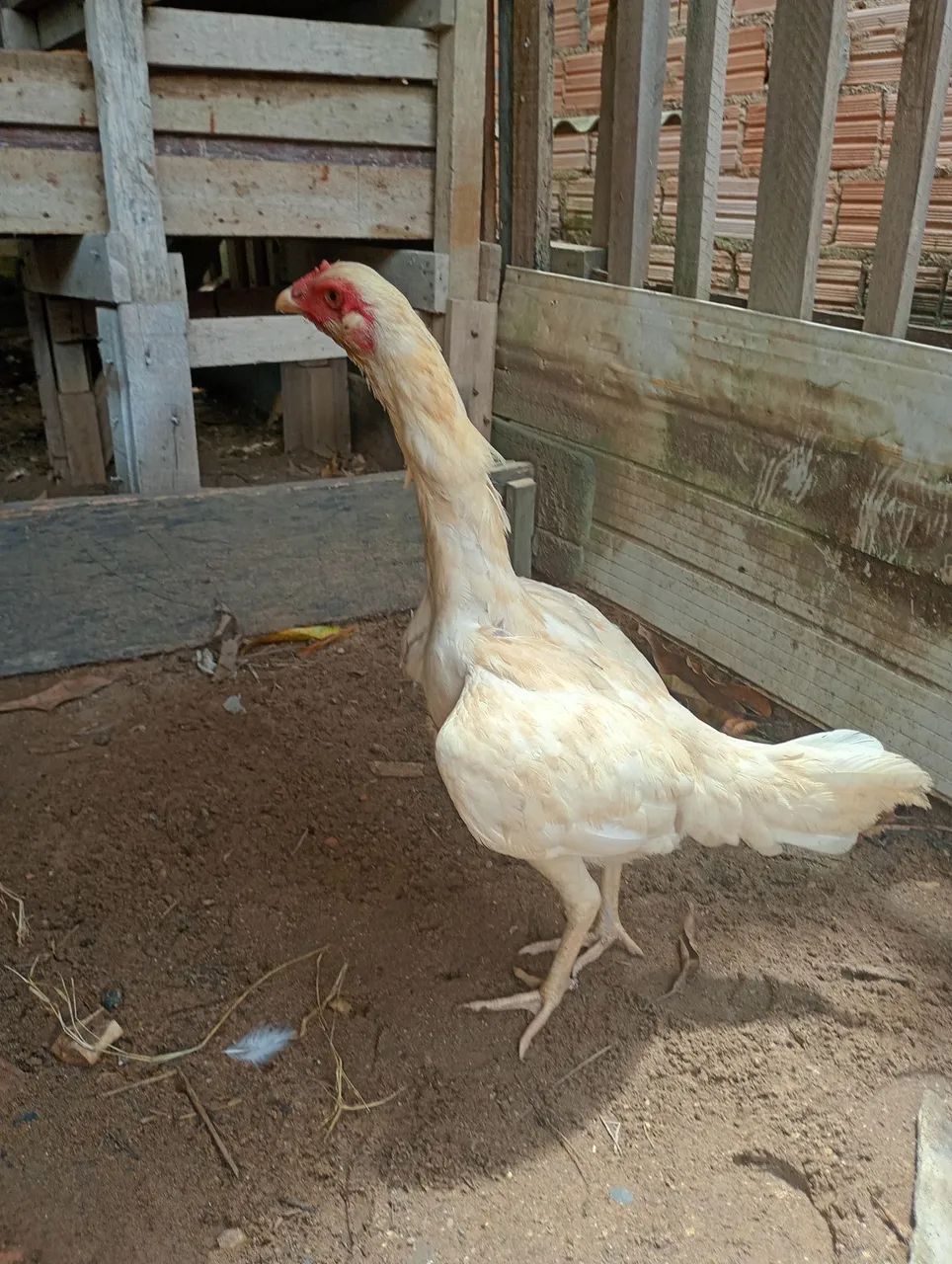 Galinha  - Foto 5