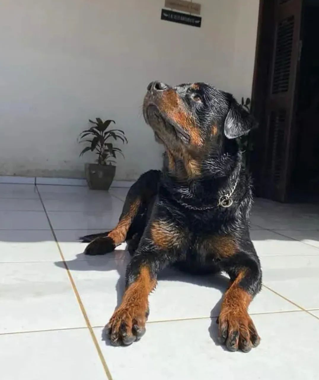 Rottweiler Puppy For Sale Olx Rottweiler For Sale Olx Online