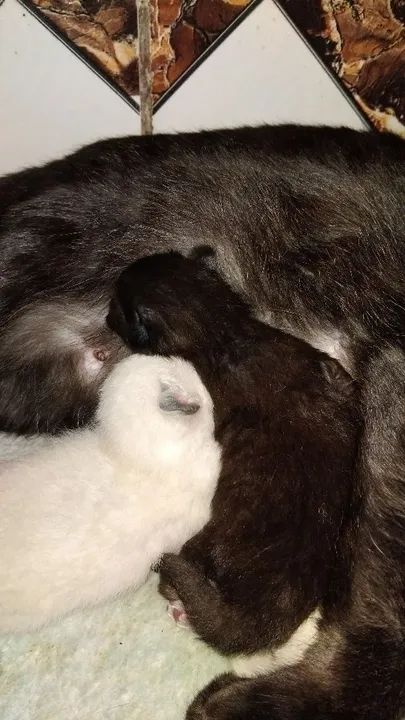 Gatinhos de pelagem Siamês disponível para adoção - Foto 3